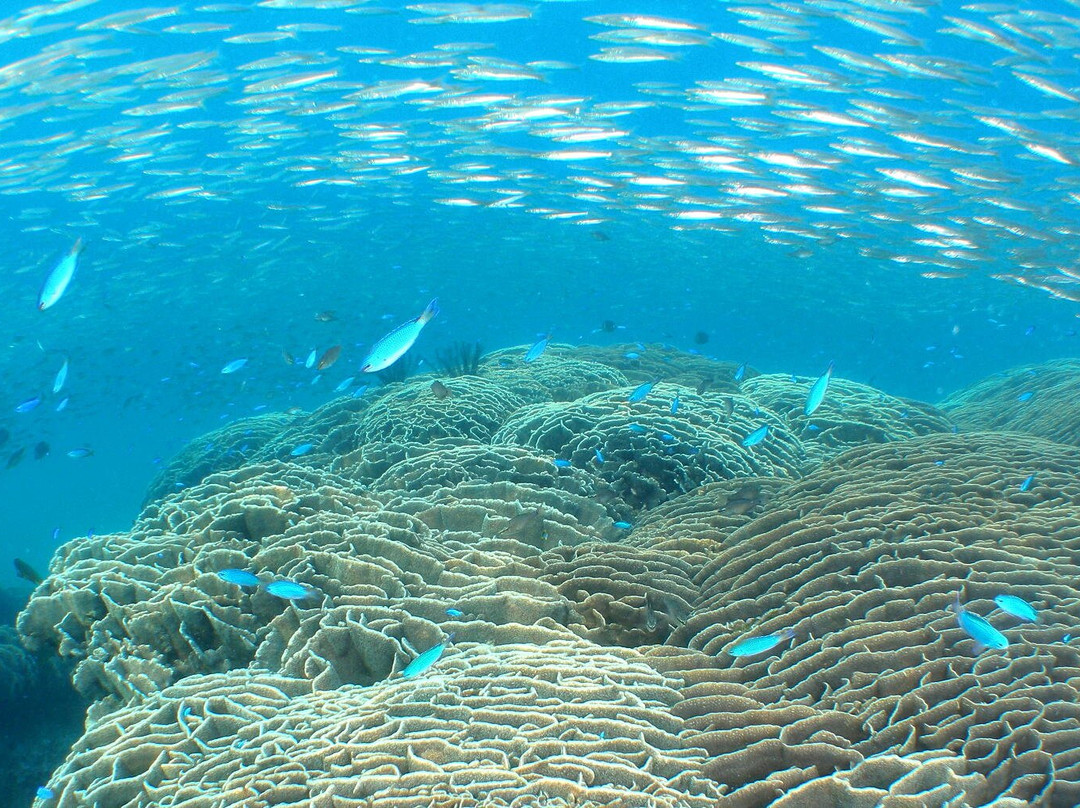 Tatsukushi Marine Sightseeing (Glass-bottomed Boat)-土佐清水市必去景点