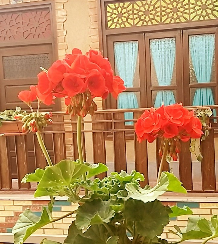 Hotel Saraye Ordibehesht主图