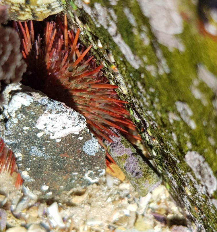 Ancient Fish Traps-斯特尔拜必去景点