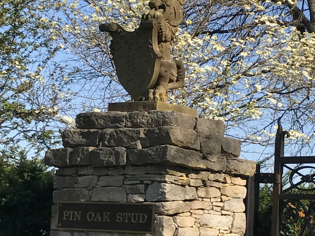 Pin Oak Stud景点图片