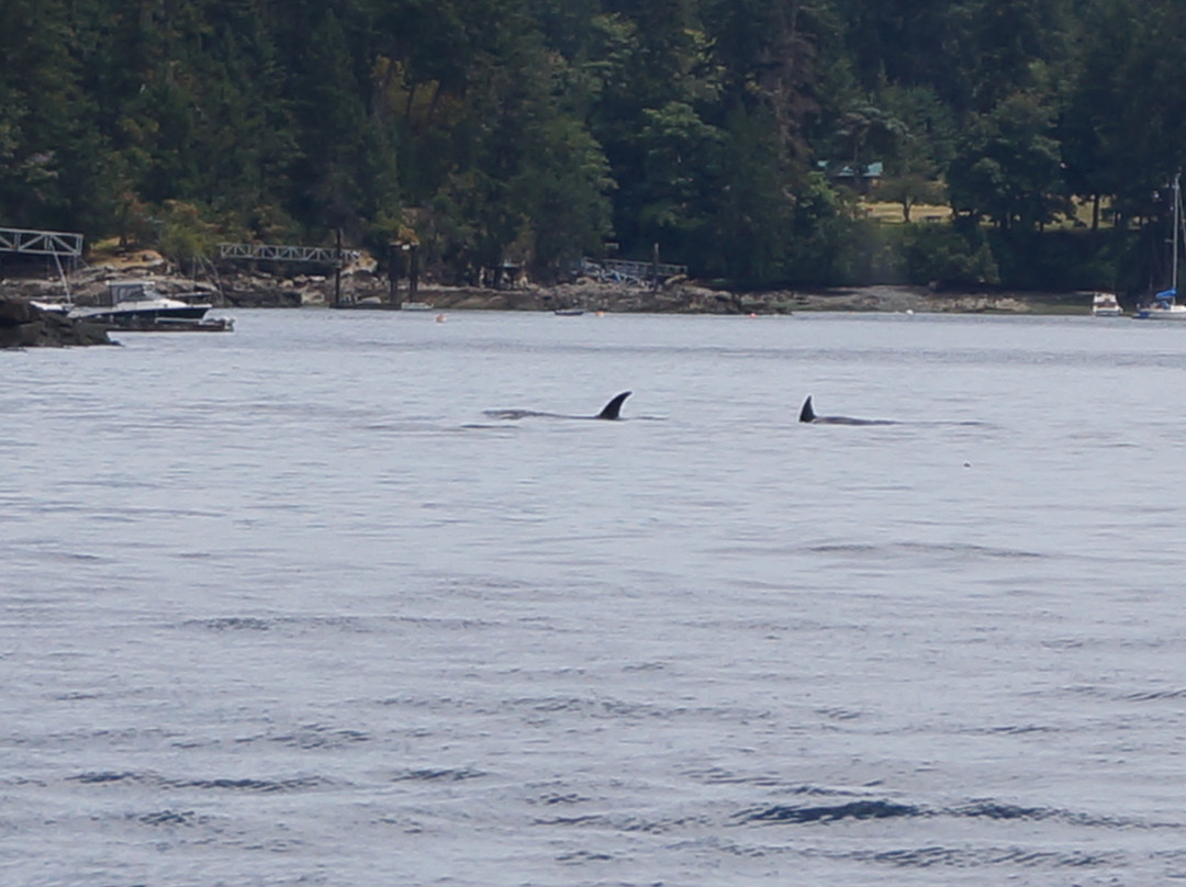 Old Trout Bed and Breakfast主图