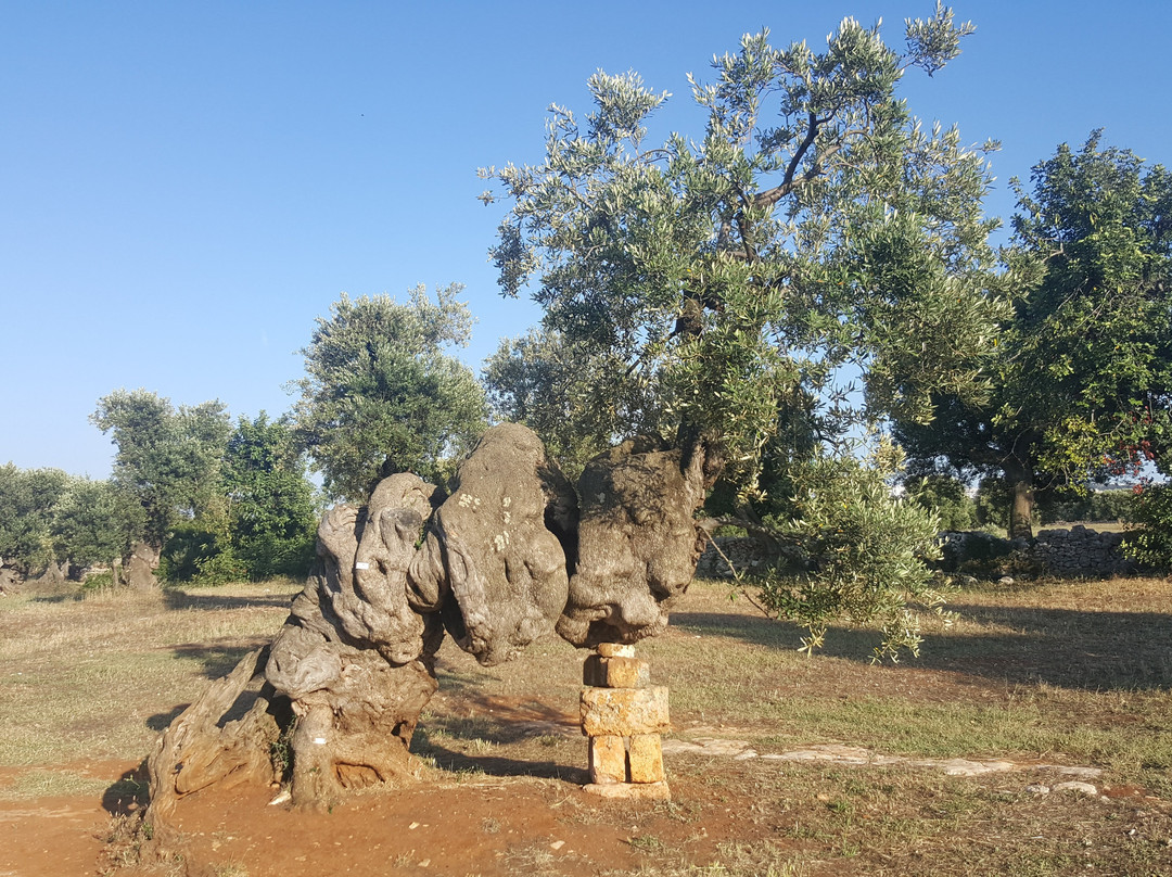 Masseria Brancati主图