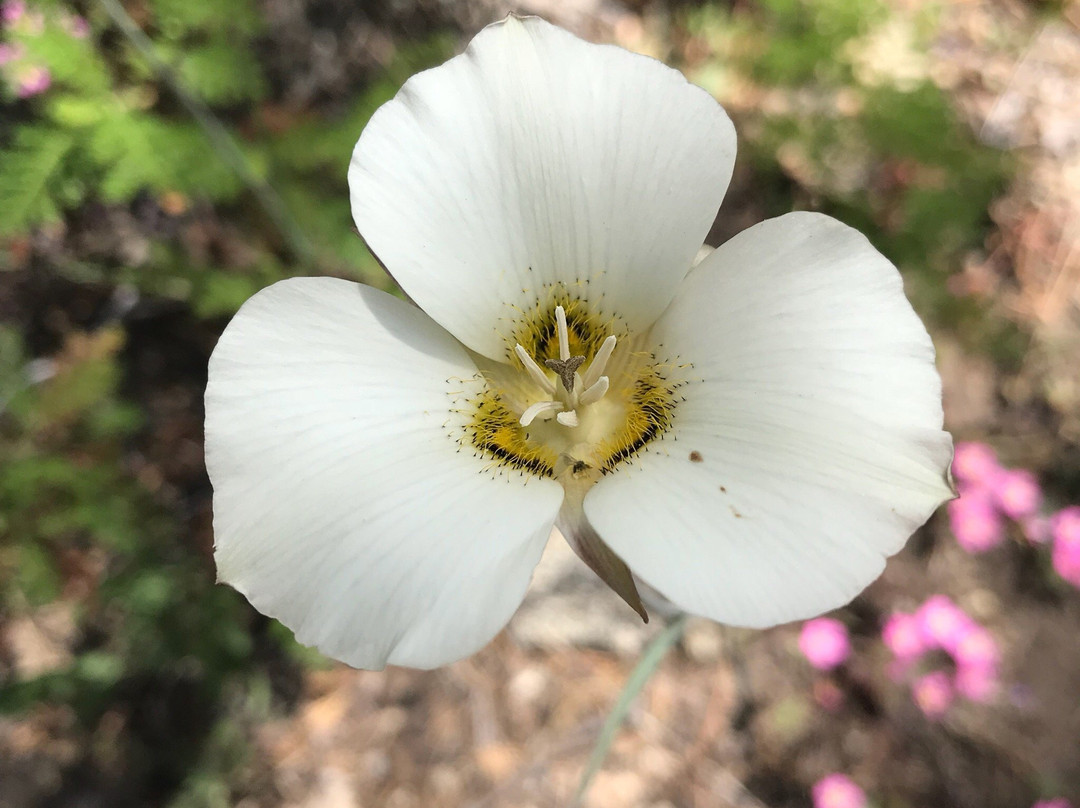 Redwood Canyon Trail-红杉&国王峡谷国家公园必去景点
