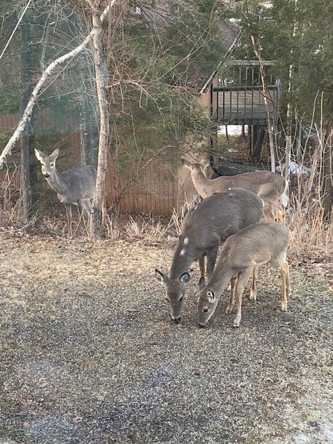 Glenmore Resort主图