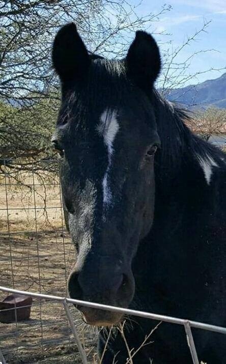 Spencers Rocken Horses-Heber必去景点