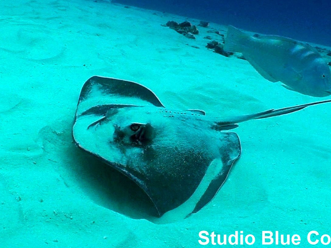 Studio Blue Cozumel Divers-考祖梅必去景点