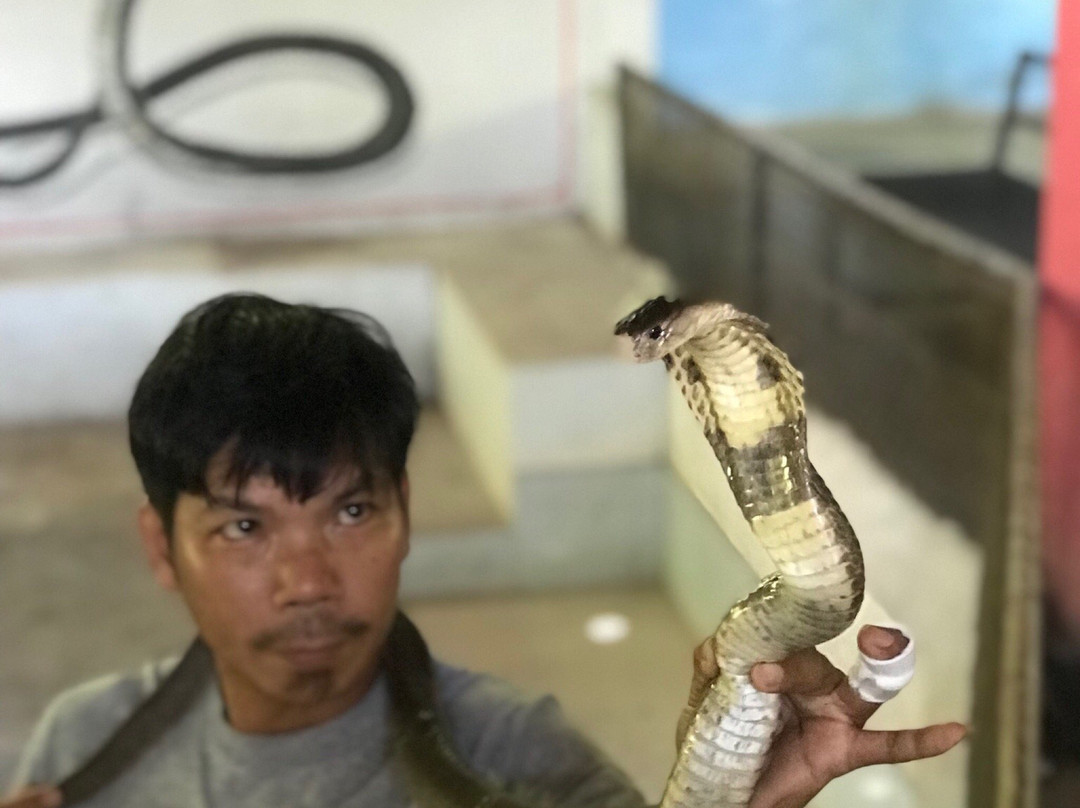 苏梅蛇场-苏梅岛必去景点