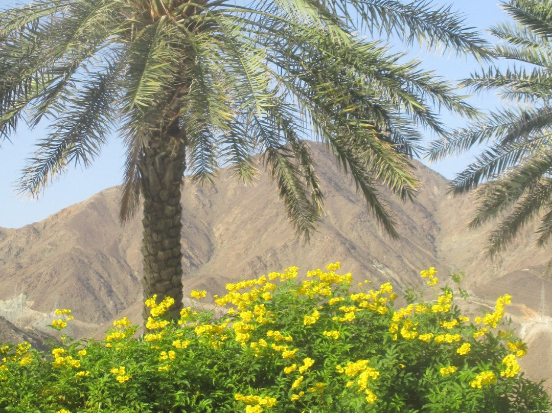 Mirage Hotel Al Aqah主图