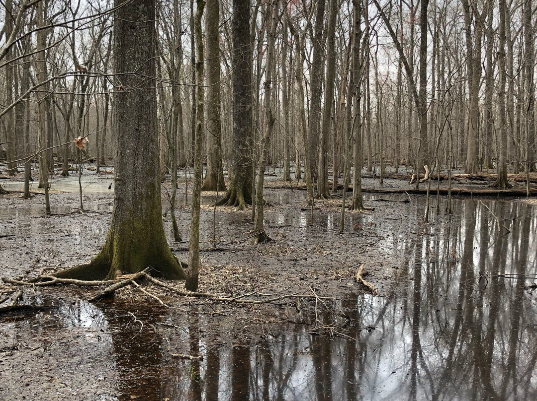 Big Cypress Tree State Park-Greenfield必去景点