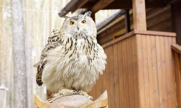 Monitoring And Rehabilitation Center For Predatory Birds Kholzan景点图片