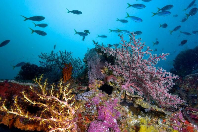 Rabaul Dive Adventures-Kokopo必去景点