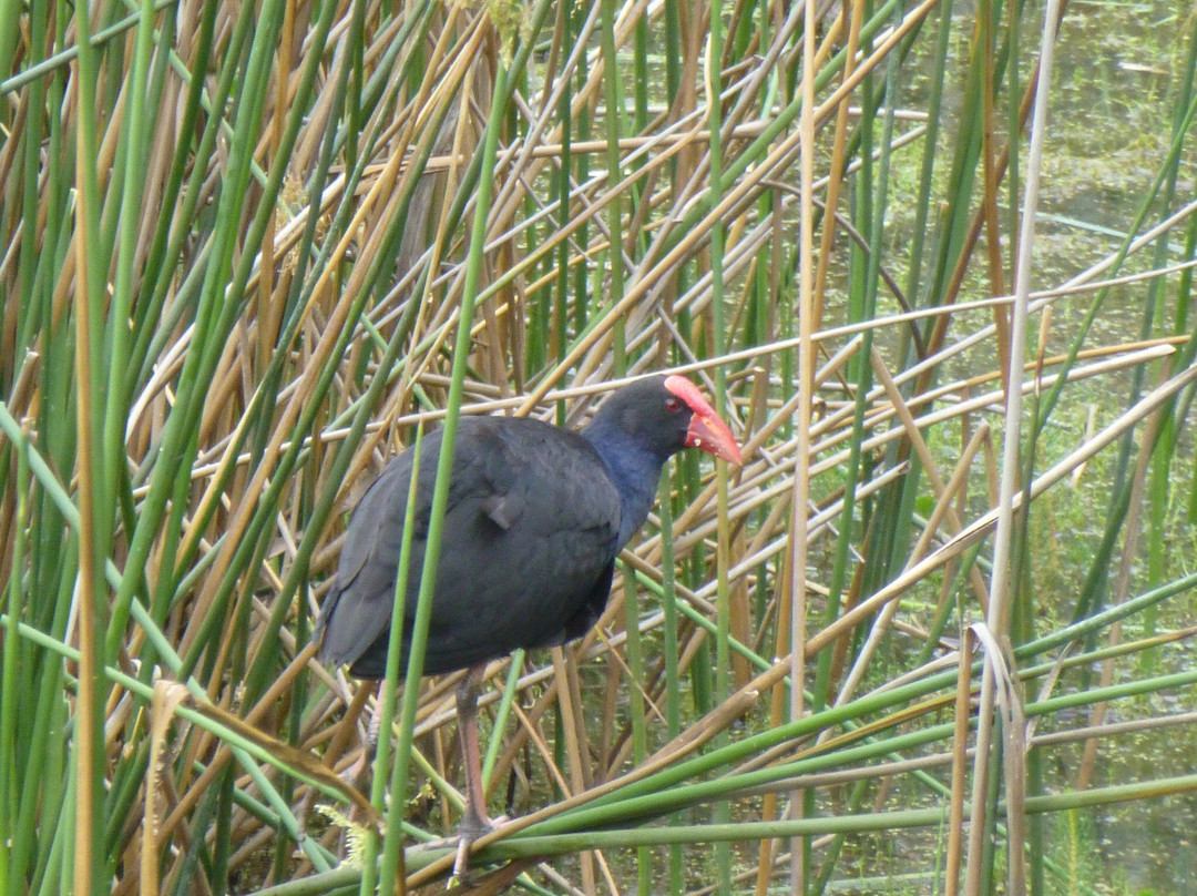 Murray Valley National Park-Mathoura必去景点