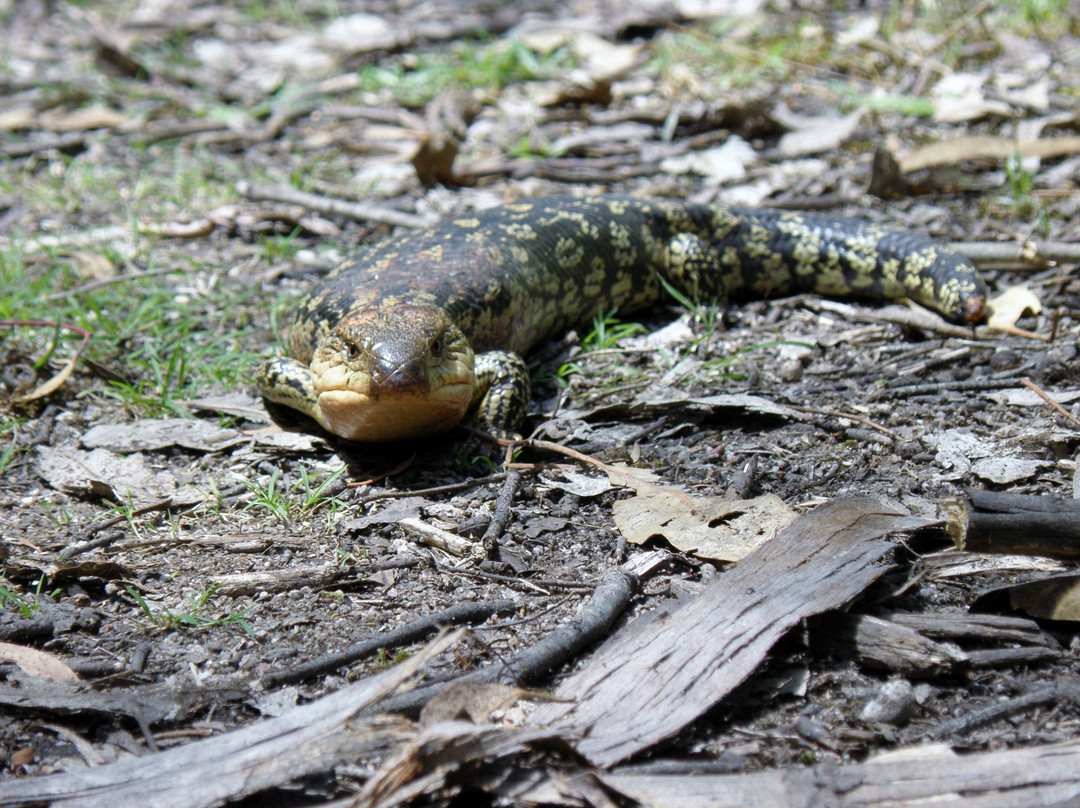 Bluff Falls-Cudgewa必去景点