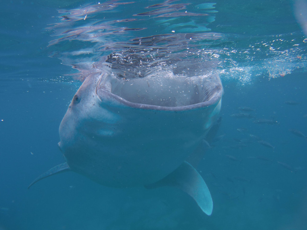 George Whalesharks Tour Services-奥斯洛布必去景点