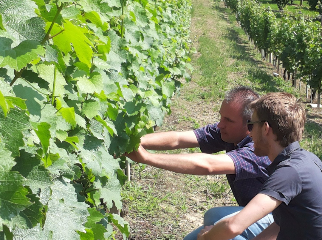 Azienda Vitivinicola Veglio Giovanni & Figli景点图片
