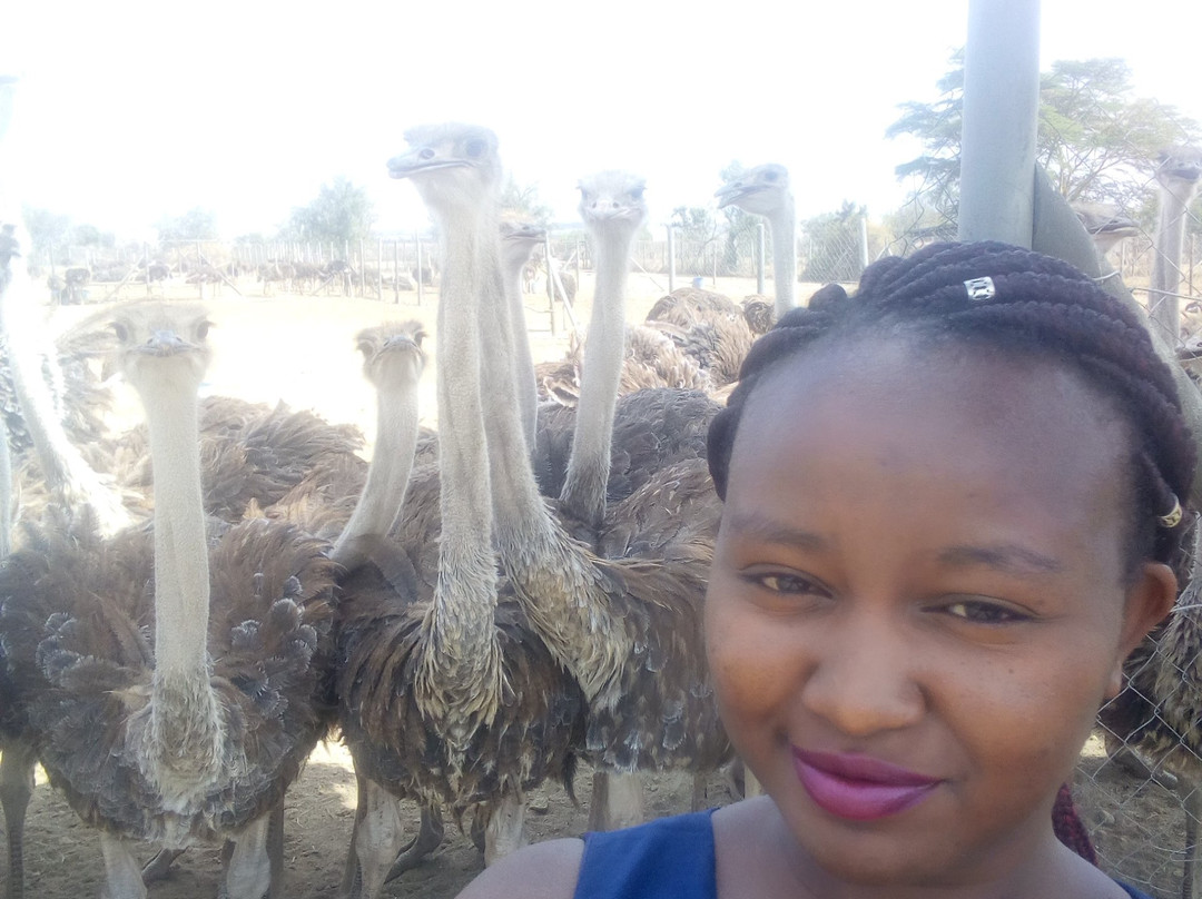 Massai Ostrich Resort & Farm-Kajiado必去景点