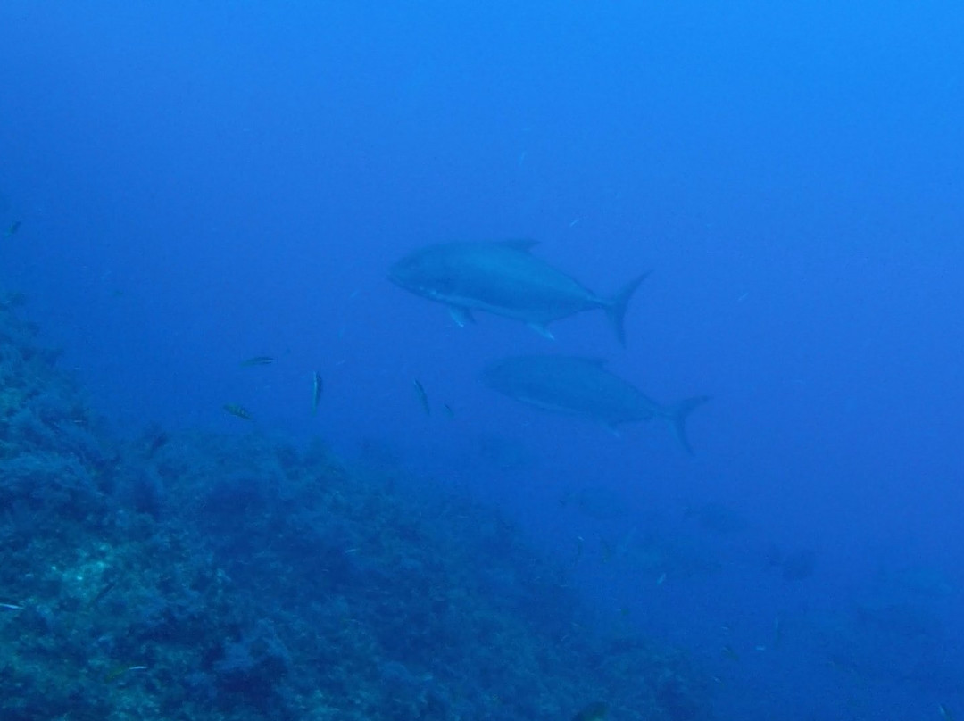 Flores Dive Center-Faja Grande必去景点