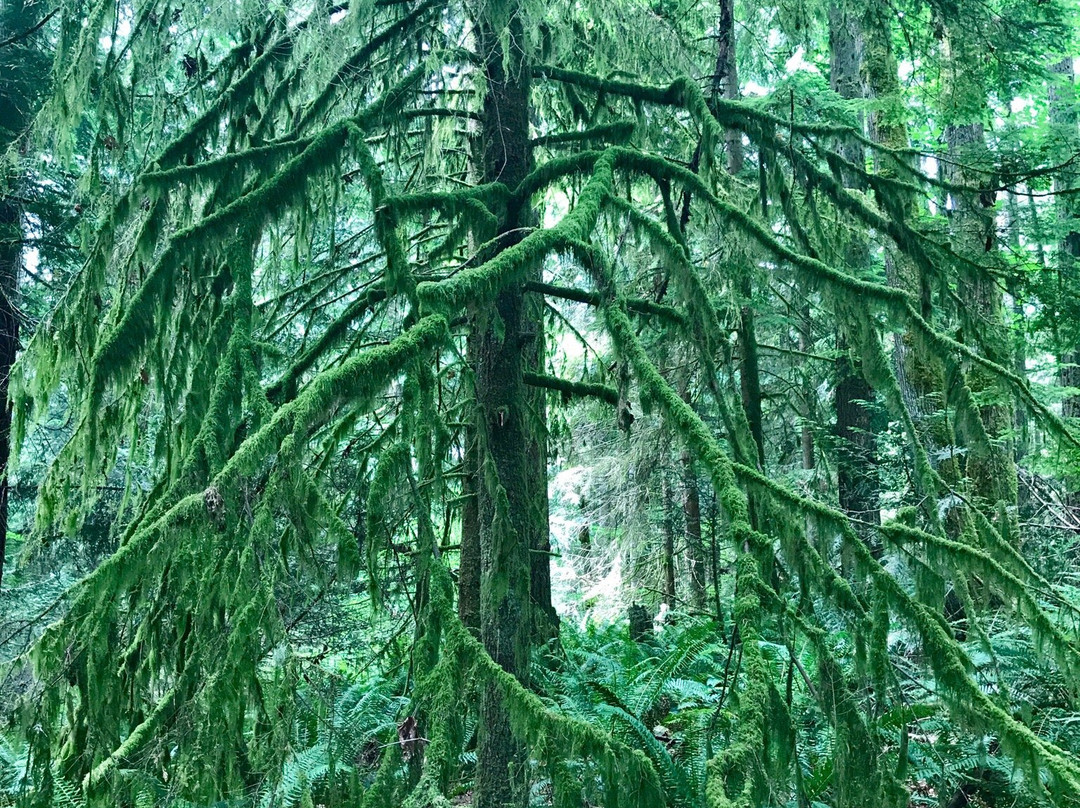 Squak Mountain State Park-伊瑟阔必去景点