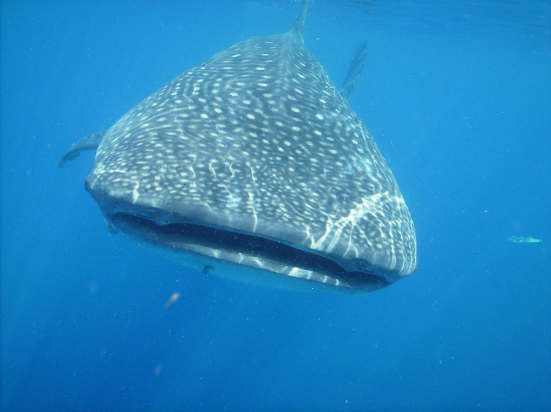 Scuba Libre-普拉亚德尔卡曼必去景点