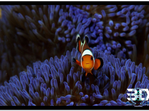 3D Diving Sipalay-Cauayan必去景点