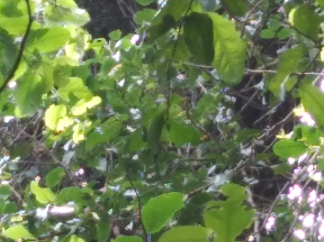 Costa Rica Fruits And Birds景点图片