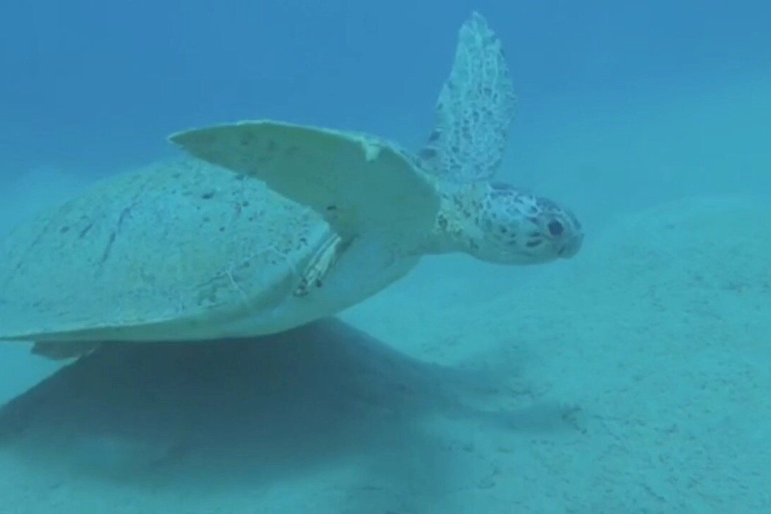 IDive Marsa Alam景点图片