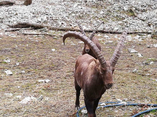 Wildpark Ernstbrunn-Ernstbrunn必去景点