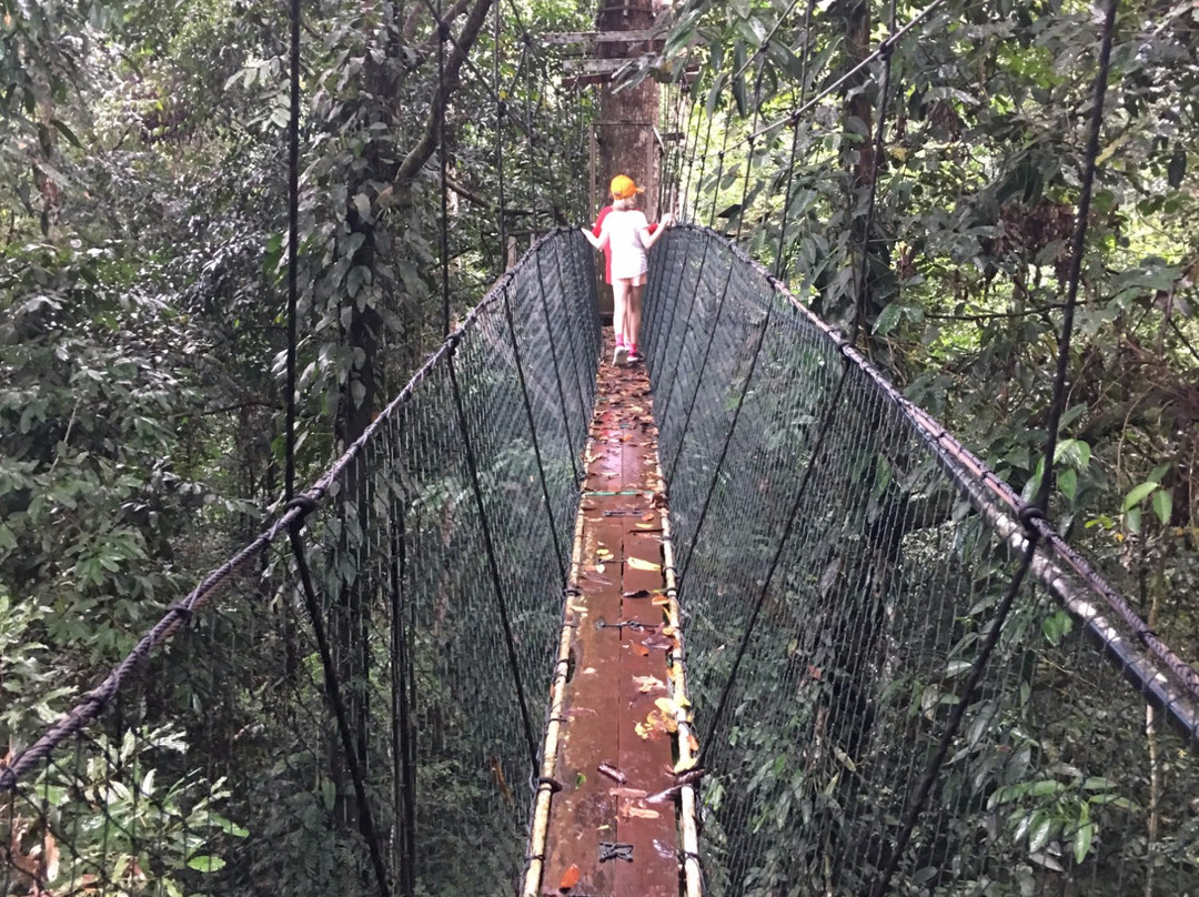 Mulu Skywalk景点图片