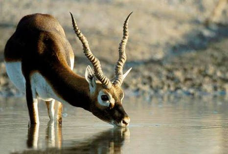 Pranahita Wildlife Sanctuary景点图片