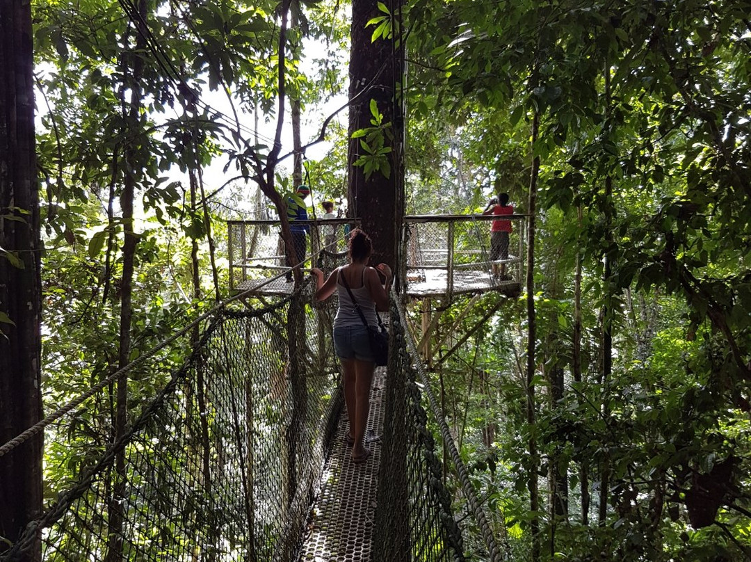 Iwokrama Canopy Walkway景点图片