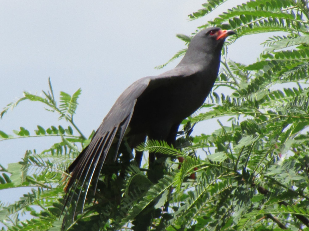 Parque Ecológico Eugênio Walter景点图片