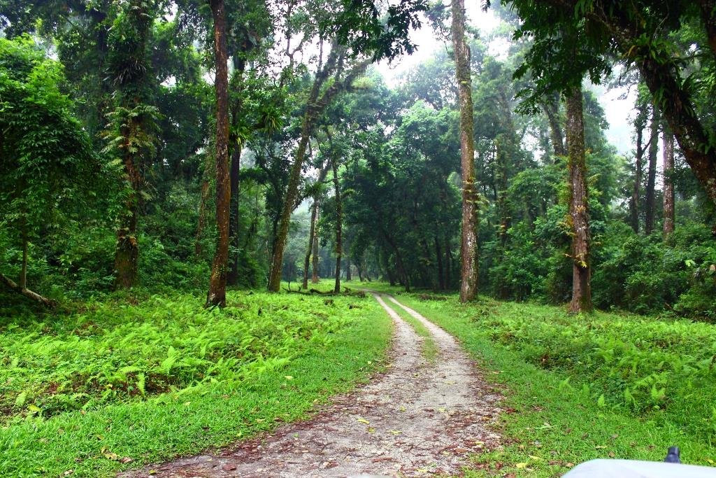 Gorumara National Park景点图片