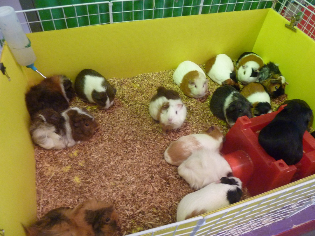Swan Valley Cuddly Animal Farm景点图片