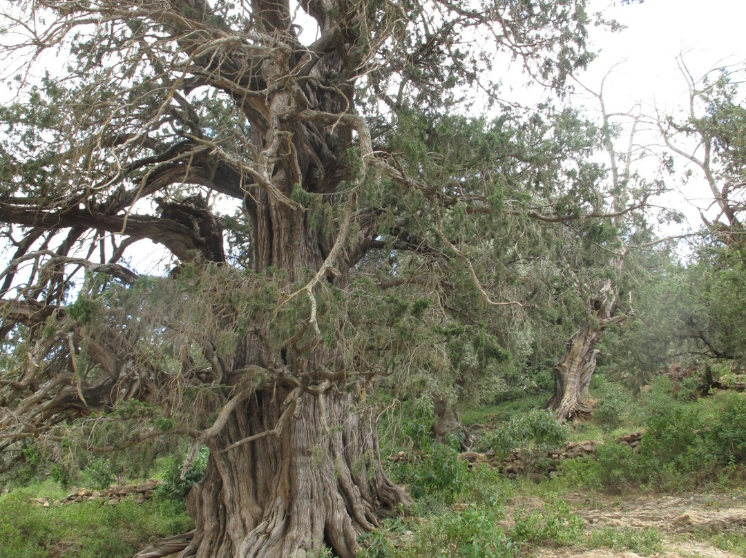 Medhane Alem Church景点图片
