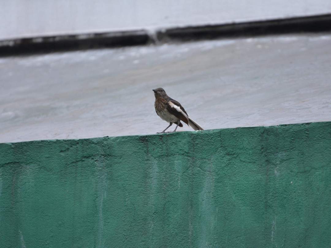 Raiganj Wildlife Sanctuary景点图片