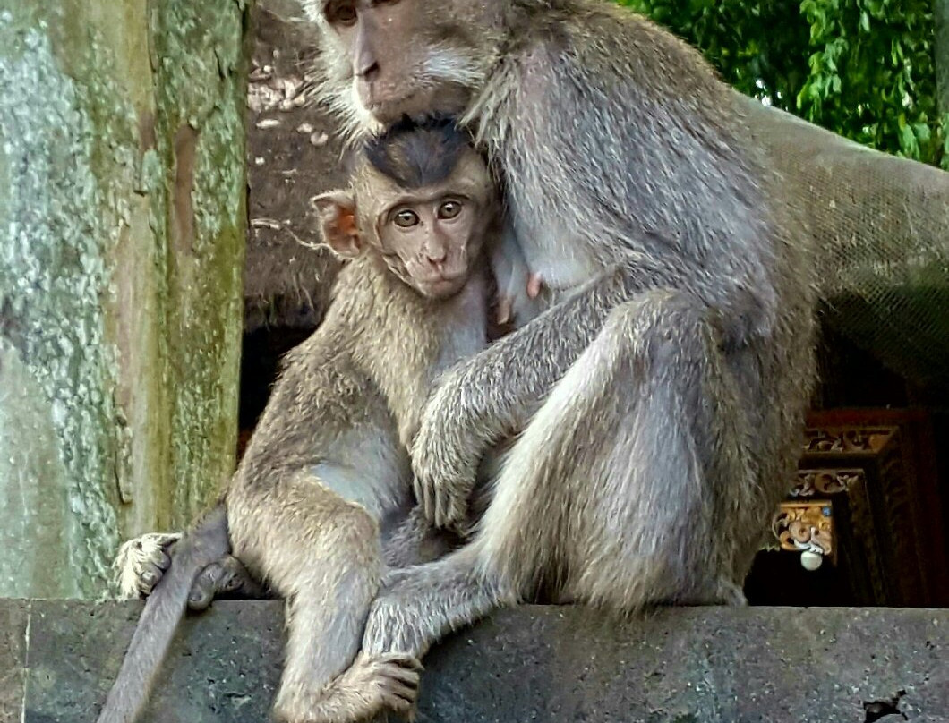 Pura Bukit Sari-阿比安塞马尔必去景点