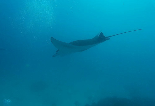 divedivedivebali-沙努尔必去景点