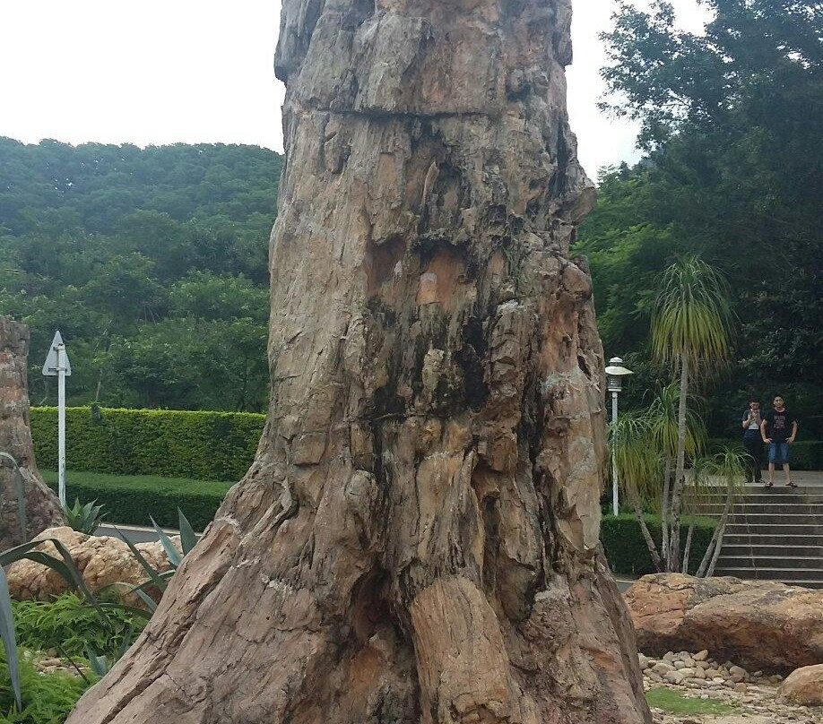 仙湖化石森林-深圳市必去景点