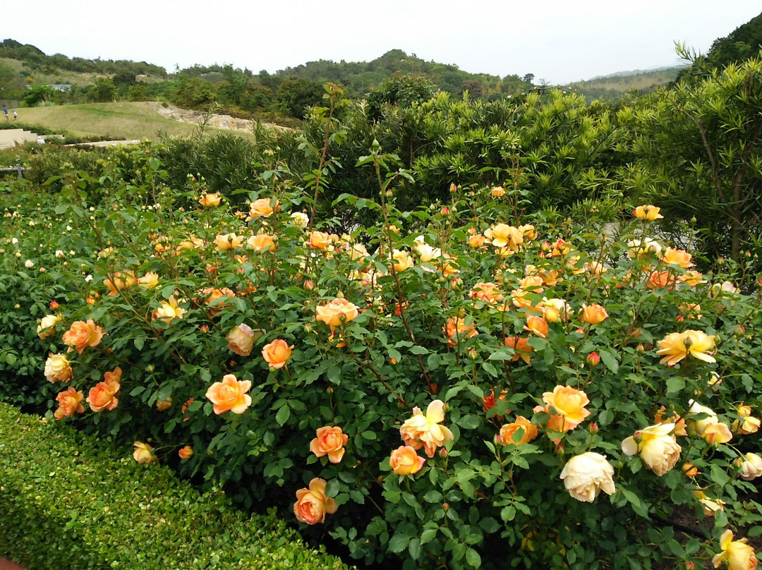 Hanasaki Farm / David Austin Roses-泉南市必去景点