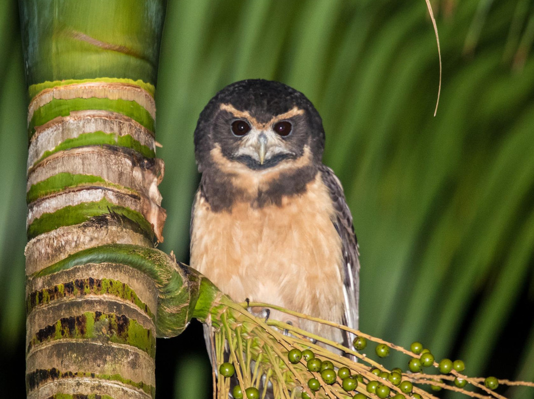 Trilha dos Tucanos-Tapirai必去景点