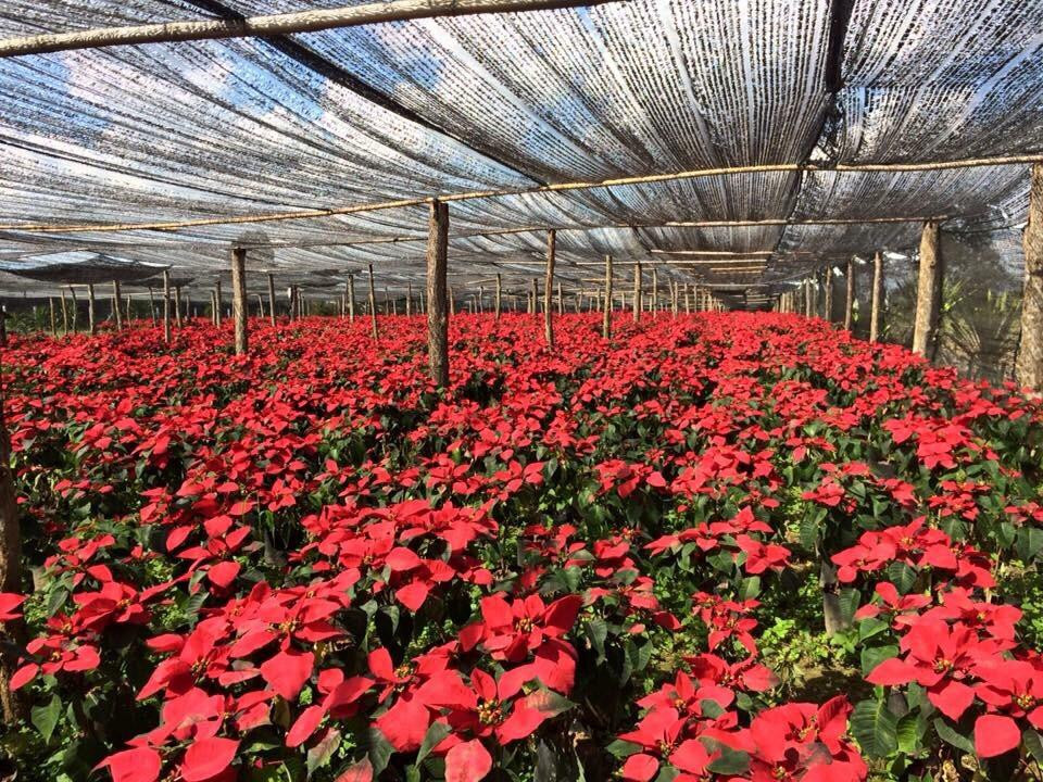 Ban Nong Bong Plant Market景点图片