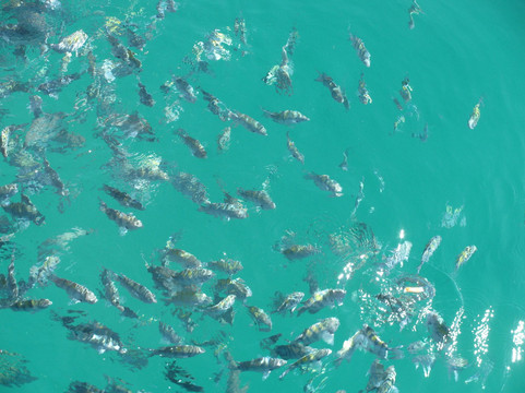 Escuna Zephyr-帕拉地必去景点