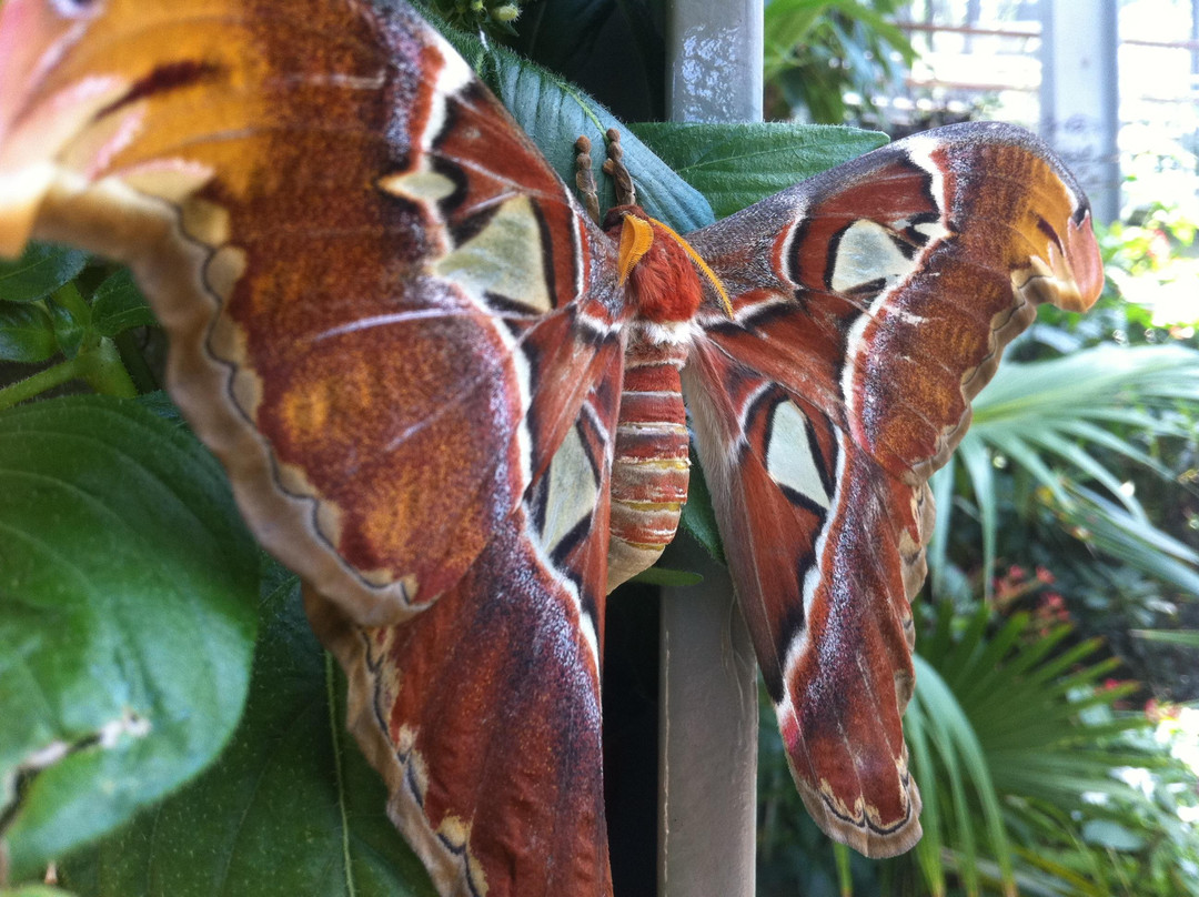 发现花园-达拉斯必去景点