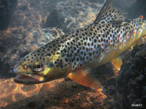 Park-Hotel Partizan Lesnoi Club-Bryansk必去景点