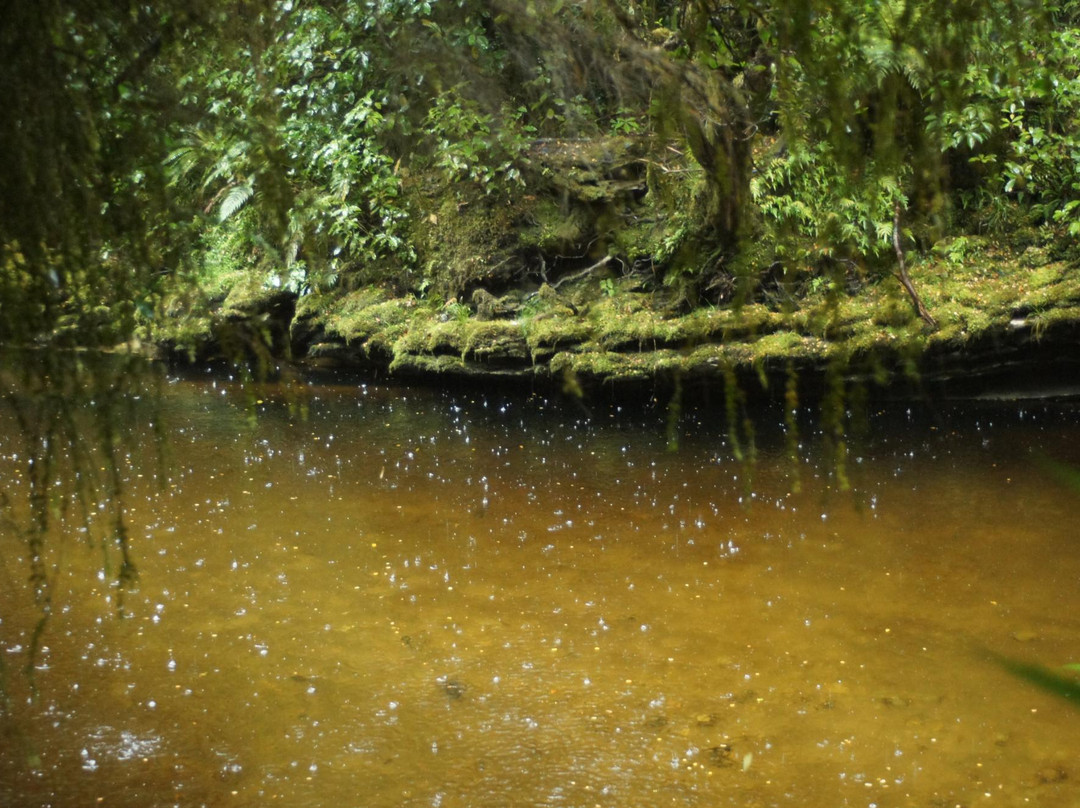 Oparara Kahurangi National Park Guided Tours景点图片