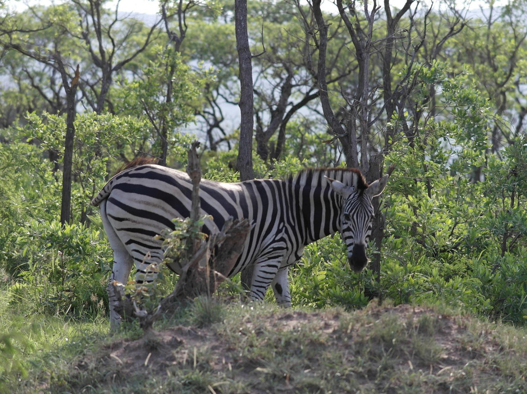 Echo Africa Safaris & Transfers - Day Tours-克鲁格国家公园必去景点