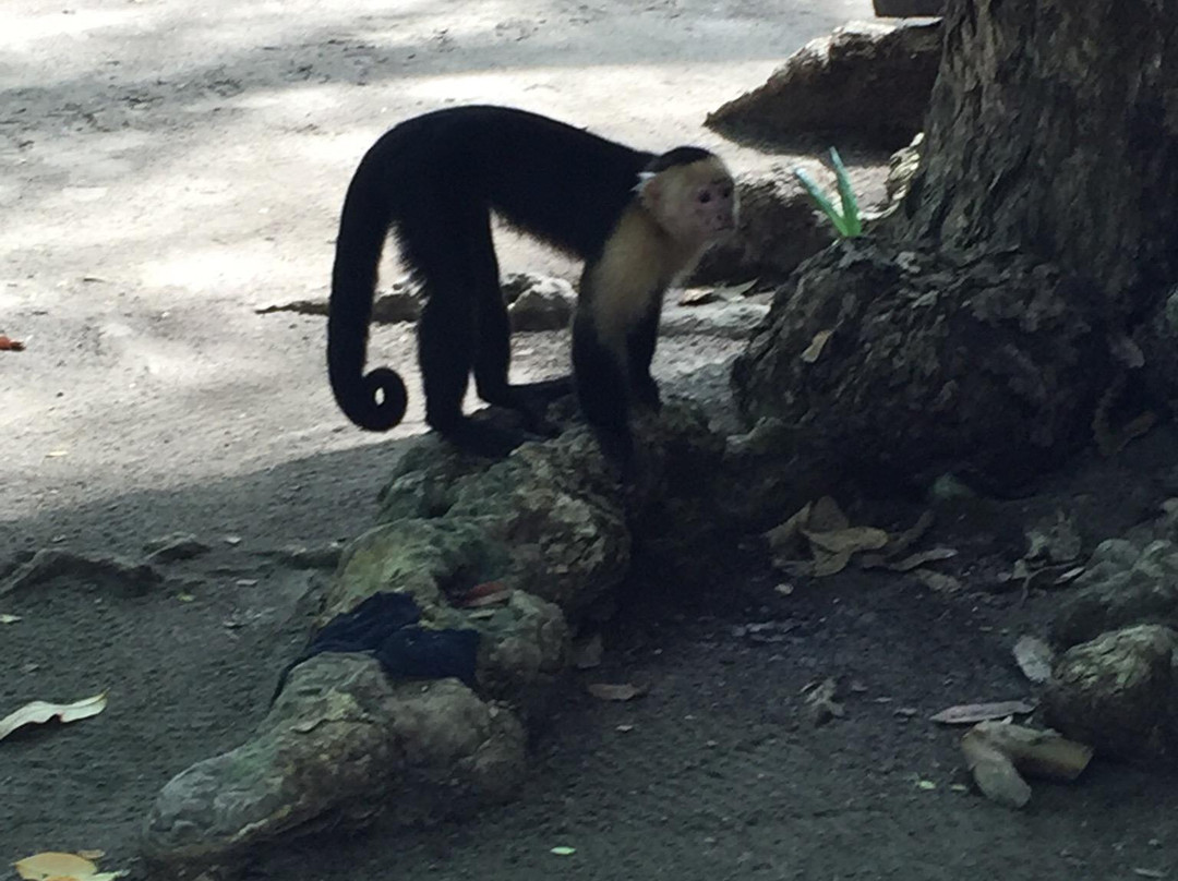 Costa Rica Day Trips景点图片