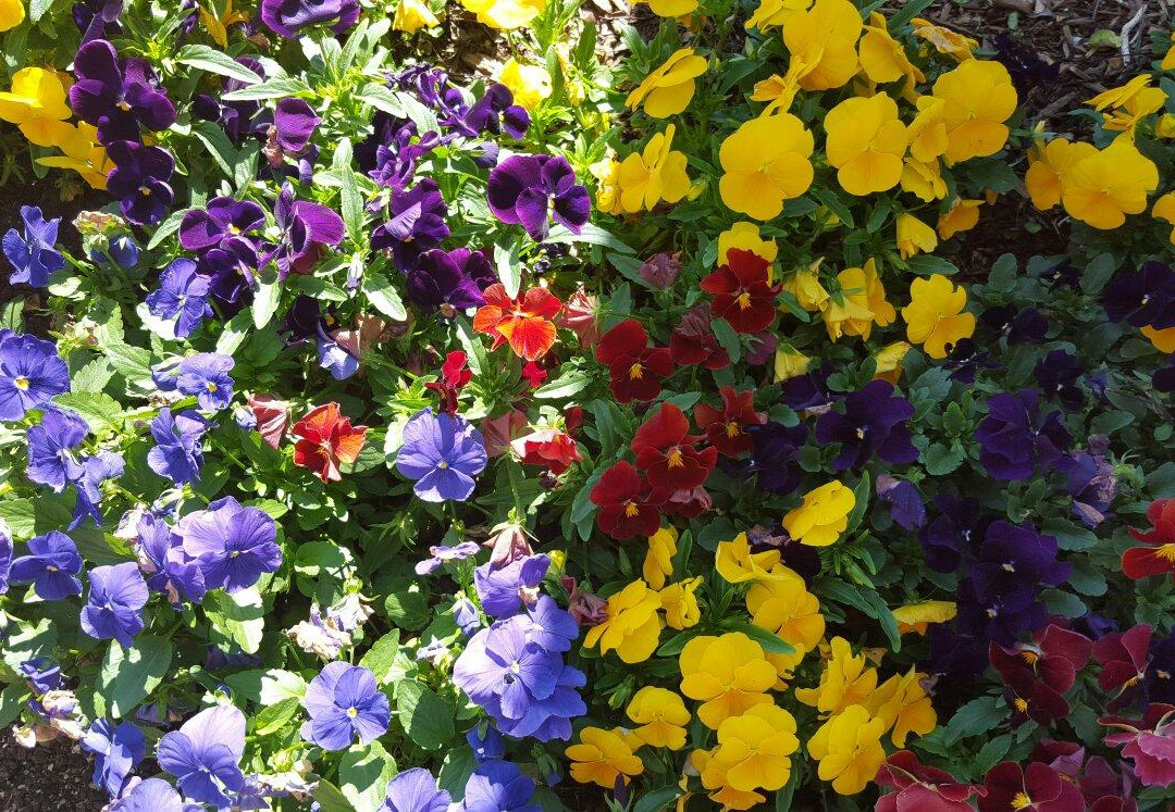 iHop Hunter Valley-波高尔宾必去景点