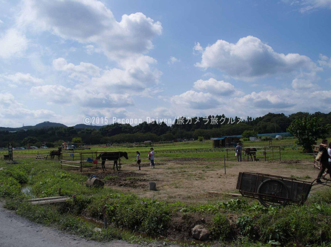 Sashima Horse Farm-日高市必去景点