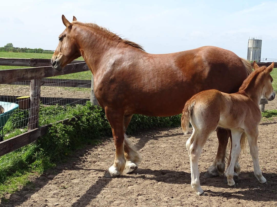 Butley旅游景点-Suffolk Punch Trust